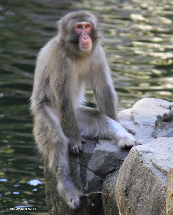 Japanese Macaque at the Central Park Zoo